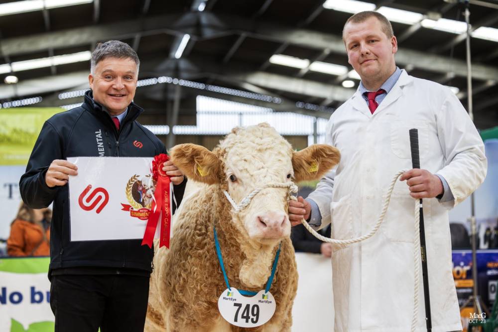Simmental 2023 Borderway Agri Expo